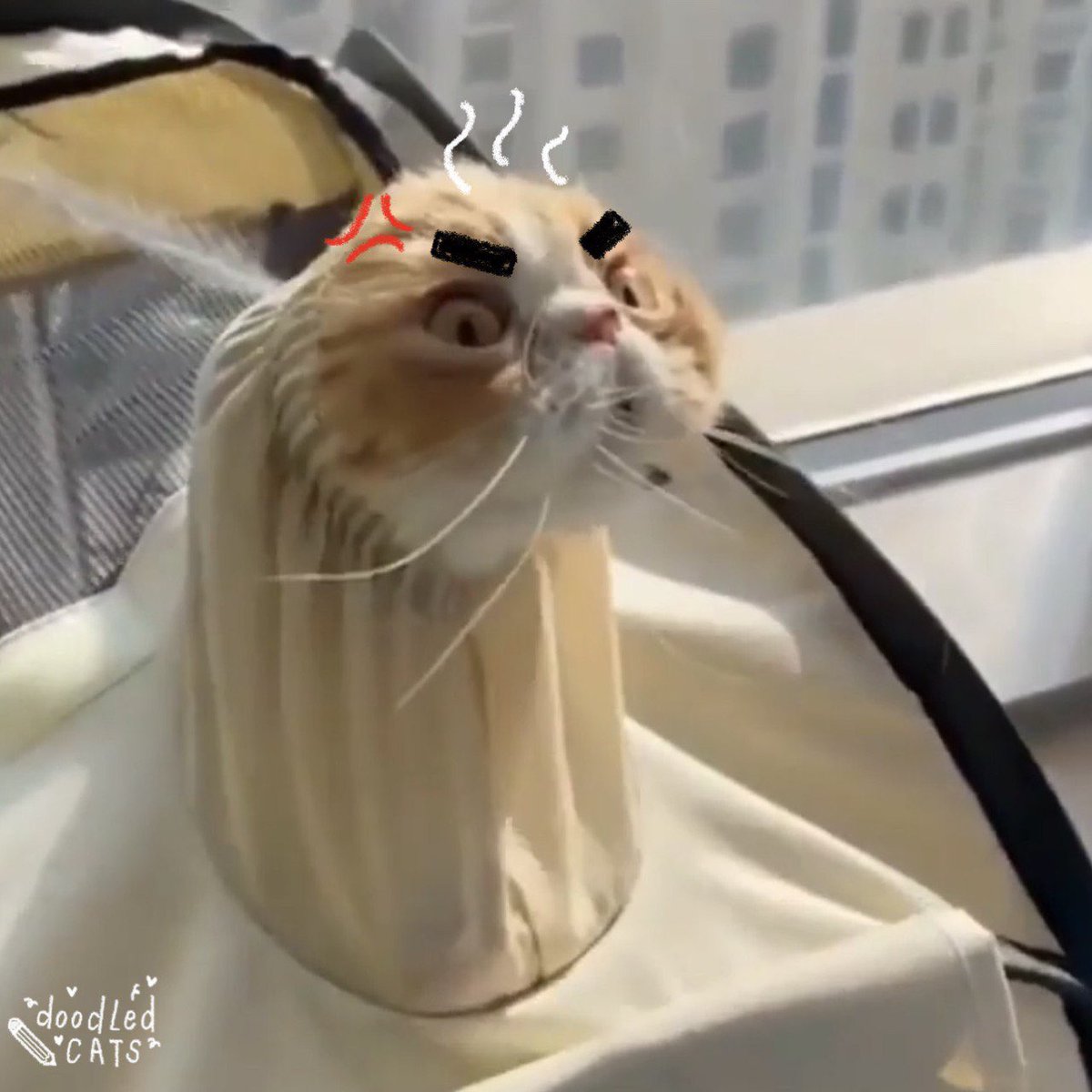 cats w brows tweet media