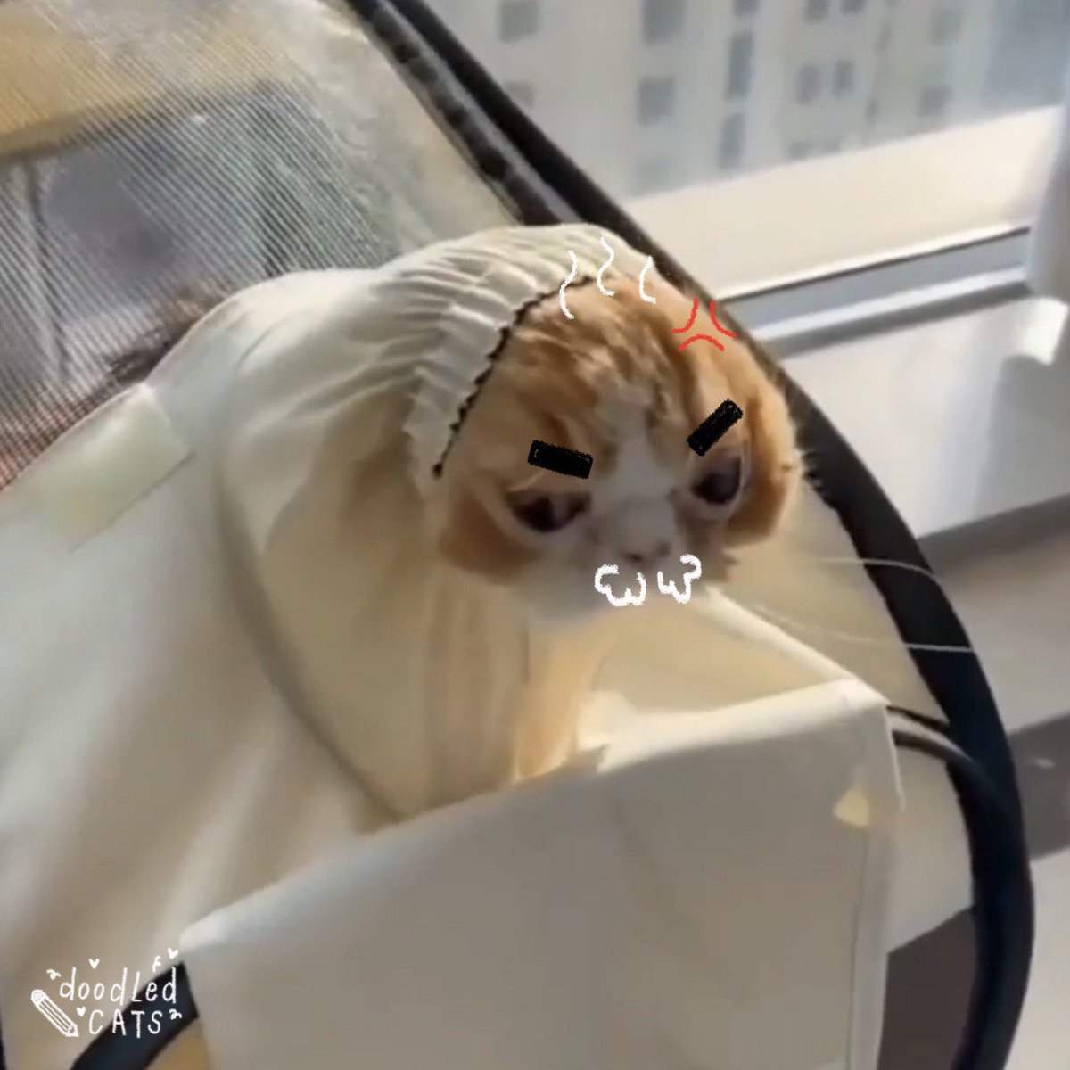 cats w brows tweet media