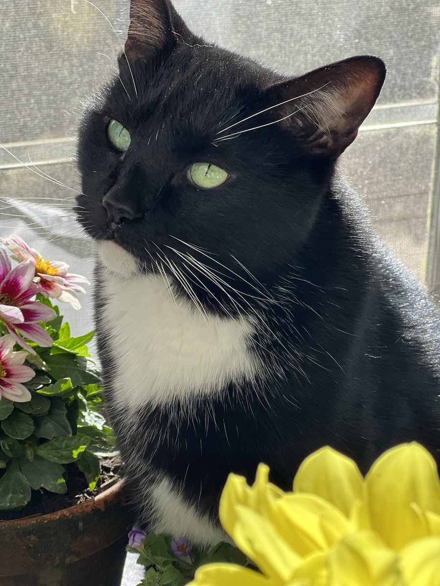 AFS02834520's tweet photo. @PoppyAndMolly2 Happy Birthday cousin! We will be 10 in November! 😻😻 https://t.co/C5peKcS1IV