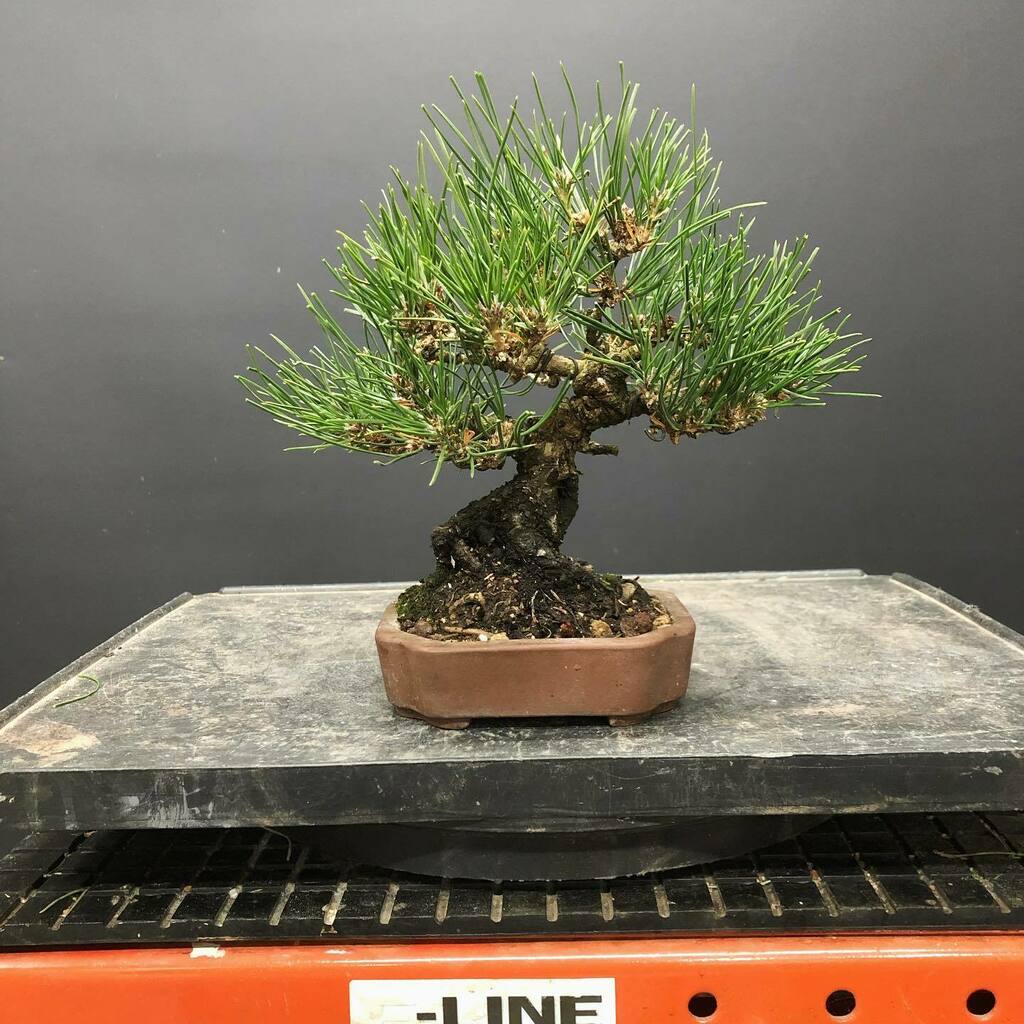 bonsaimatsu's tweet photo. Some of the shohin Japanese Black Pines with a pair of scissors for reference. The smaller they are the harder it gets to manage branch and needle length. Well worth the effort. #bonsai #bonsaimatsu #shohinbonsai #japaneseblackpine #australianbonsai #bon… https://t.co/tbUHwxObvP https://t.co/7aACbes2mQ