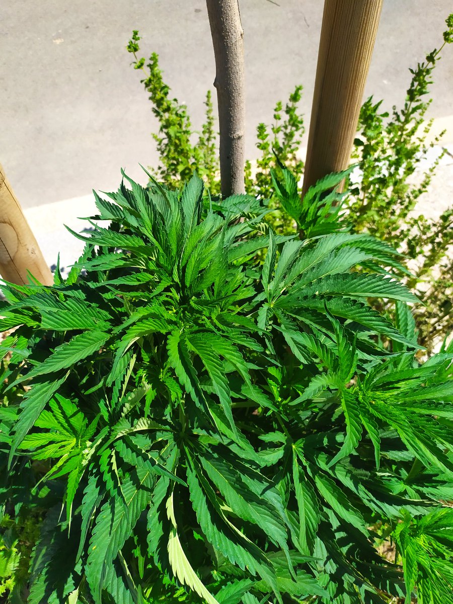 En los alcorques de Granada se están llevando a cabo prácticas ecológicas y sostenibles de "alcorques vivos o naturalizados". 

Me flipan estas cosas