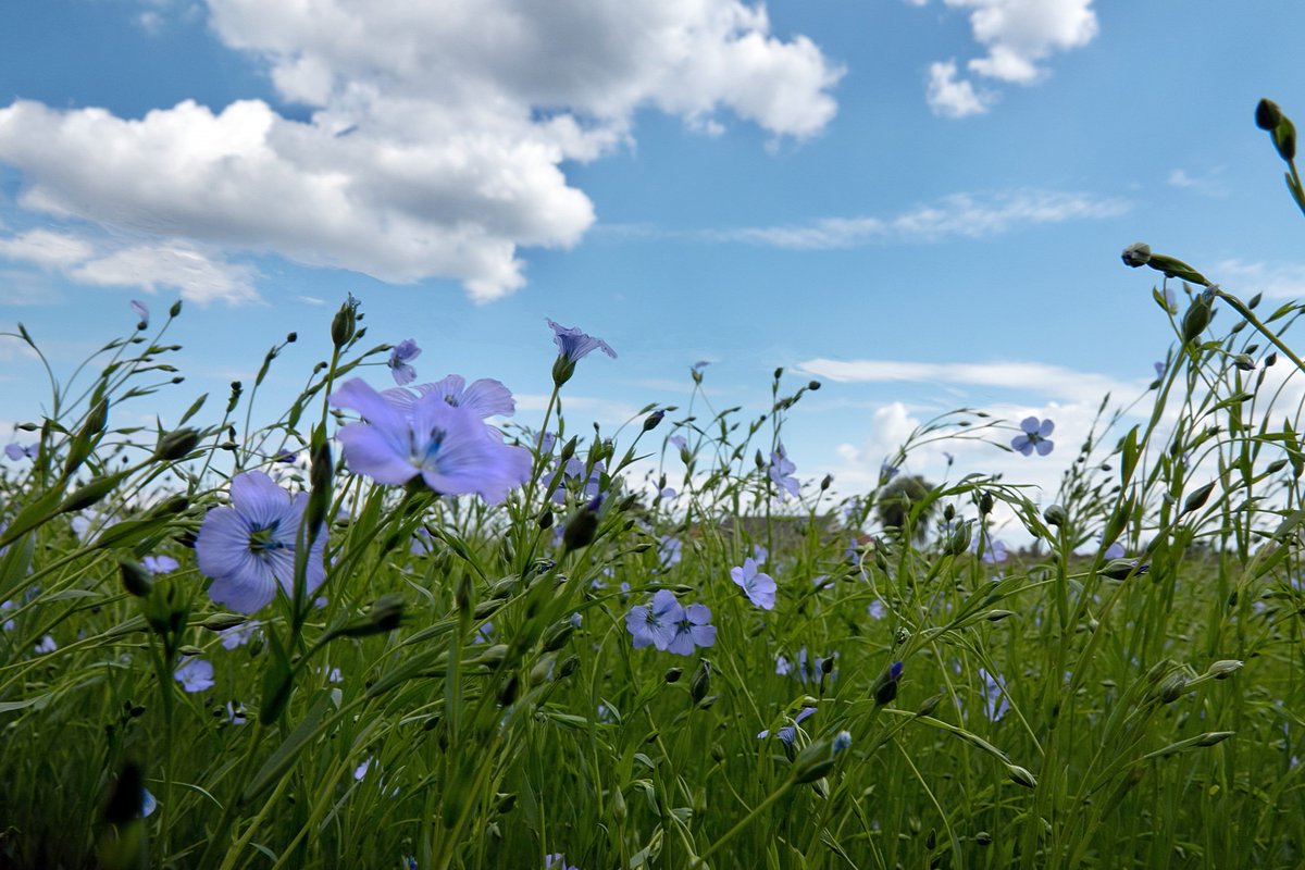 NatbeeldenMya's tweet photo. #vrtweer Waregem, de vlasbloemen wiegen heen weer op het ritme van de wind 
@Texturekortrijk @MeteovistaBe @weerbord @meteobenl
#weerfoto #weerbericht 
@Stad_Waregem
#igwaregem #vlas #vlashaarden https://t.co/FFPTeCITUW