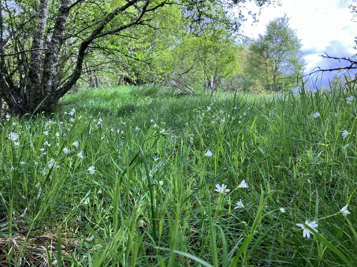 Bridget_MTB's tweet photo. @CairngormsTrust have launched 2 new Nature Resilience funds today. If you are a community or business in the @cairngormsnews Cairngorms NP visit their website for more info: https://t.co/bKKdzvPzJU   @CNPARangers  @CNPnature https://t.co/4Eg7gogvQW