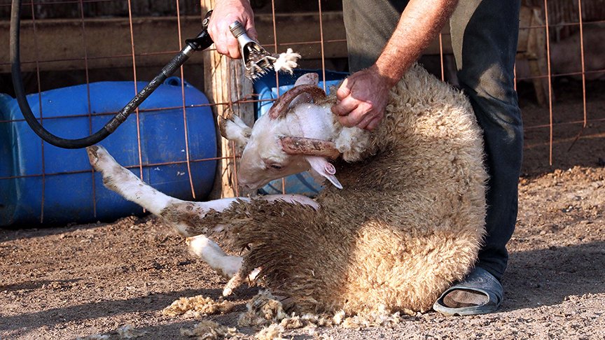 hatayda koyun kırkımı yapılır
