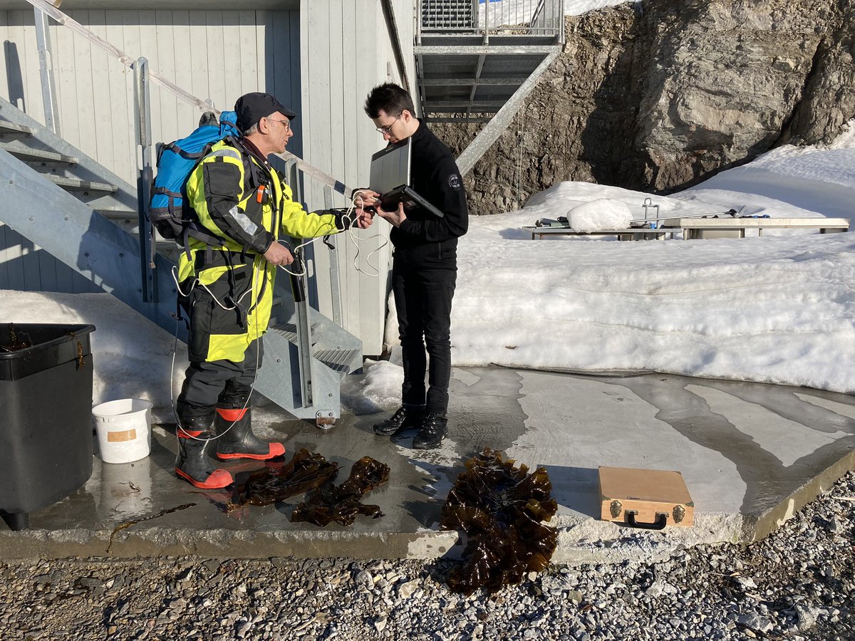 miehenr's tweet photo. Back from a great week of fieldwork up in Ny-Ålesund! Focusing on pigments in micro- and macroalgae with the AB-823 course. Also found some seals in Kongsfjorden, they are so cute! https://t.co/bstT5qZTTl