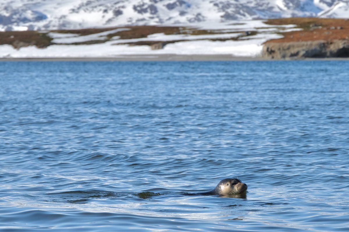 miehenr's tweet photo. Back from a great week of fieldwork up in Ny-Ålesund! Focusing on pigments in micro- and macroalgae with the AB-823 course. Also found some seals in Kongsfjorden, they are so cute! https://t.co/bstT5qZTTl