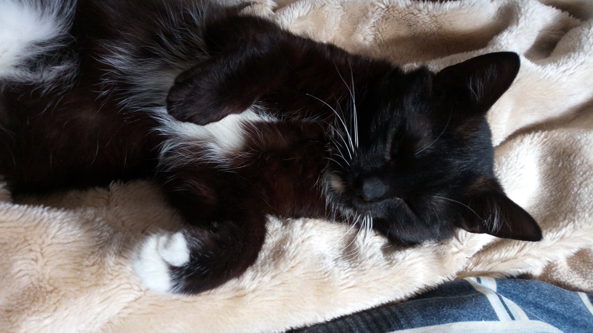 Katrin91Cat's tweet photo. Braucht noch jemand gerade ein bisschen Flausch?

Hier sind ein seltene Bilder von Billy, wie er schläft 😊

#Katzen #TwitterKatze #cats #TwitterCat https://t.co/4diL9rgS0n