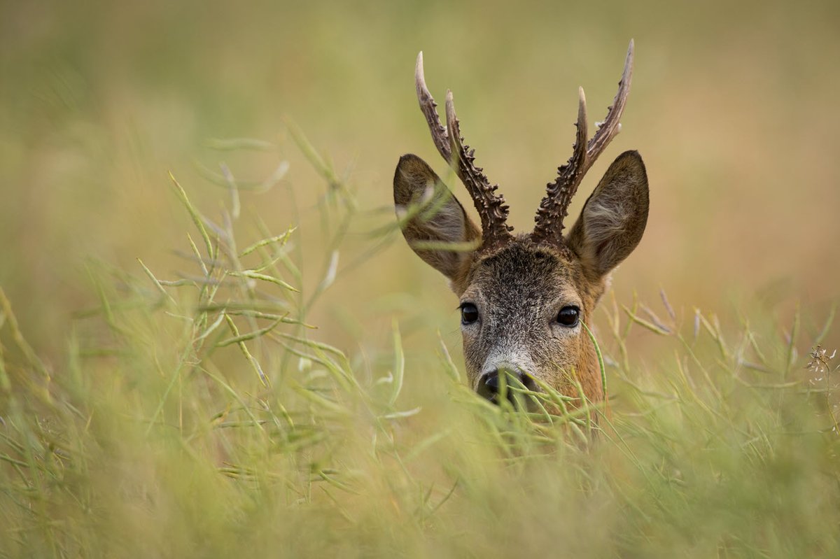 BritishDeerSoc's tweet photo. Are you interested in booking your DSC1? Or, maybe you would like to further your skills on our Deer Management Course?
To view all our upcoming training courses, visit: https://t.co/3Xz3rEnhGq
#deer #trainingtuesday #deerstalking #wildlife #DSC1 #management https://t.co/jW2GKKaWrv