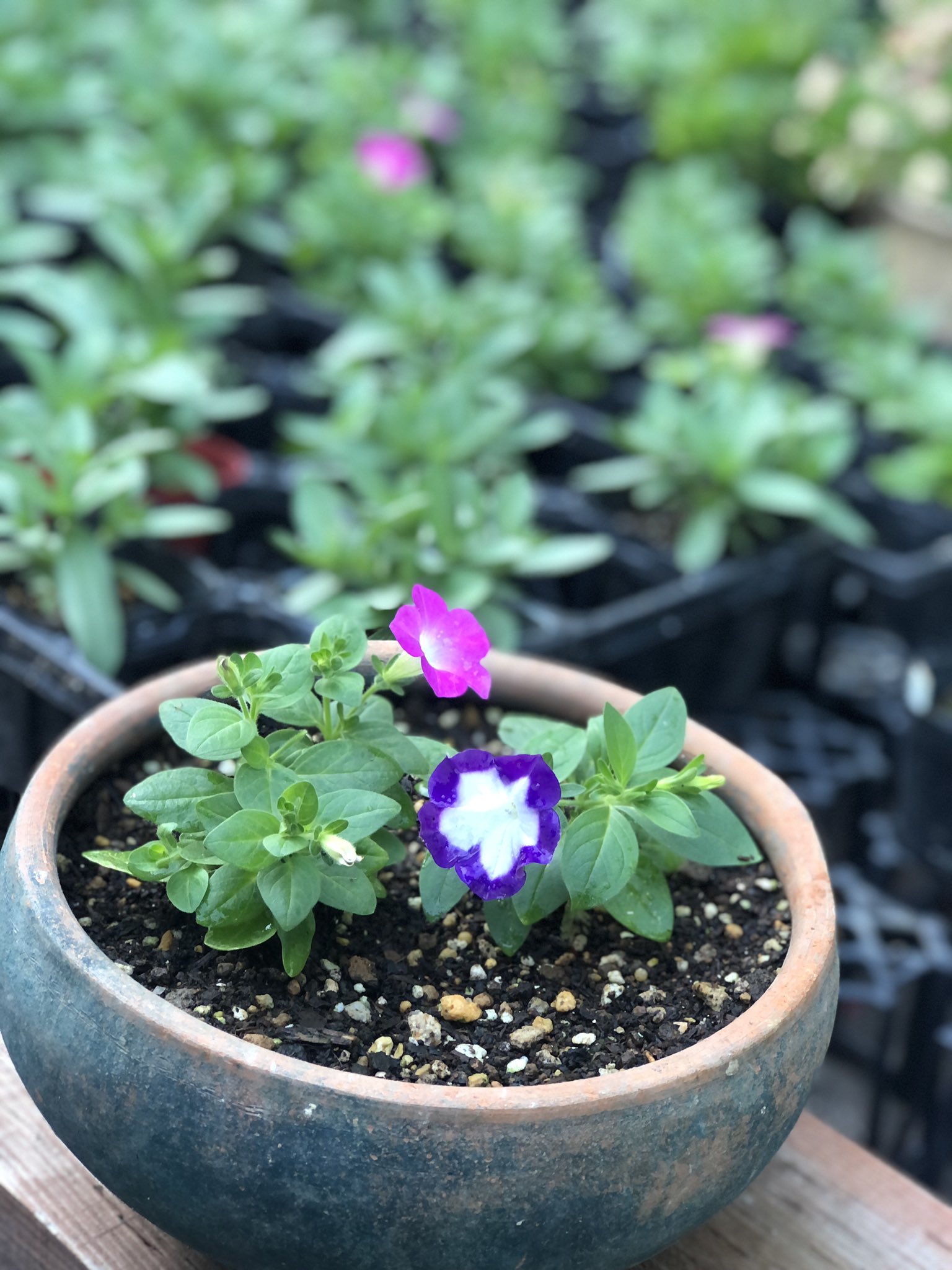 Twitter এ 桃色たんぽぽ ペチュニアの挿し芽苗 花をつける前に 小さめの鉢に定植したところ 今朝見たら別の品種だった あるある ビオラの種まき苗でも 小さな苗のうちに寄せ植えにしたら 花の色も大きさもバラバラだった あるある ペチュニア 挿し芽