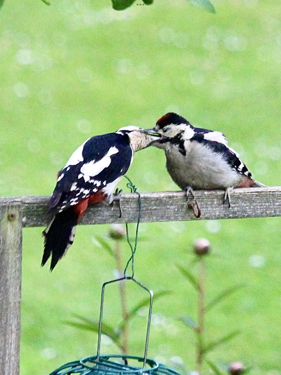 jane pursey tweet media