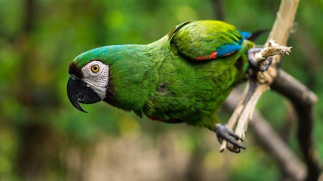 Khalil_ali01's tweet photo. A colorful group of birds attract #Bird_Lover and engage them with nature.
#WorldParrotDay2022 #SaveWildlife #SaveNature #SaveBirds https://t.co/l8y7qu426s