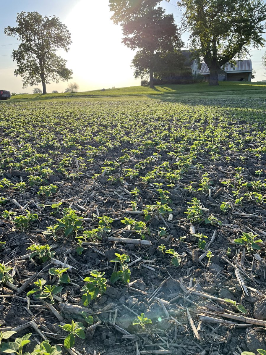 TimTabert's tweet image. Pioneer 31T64E’s say good morning sunshine.