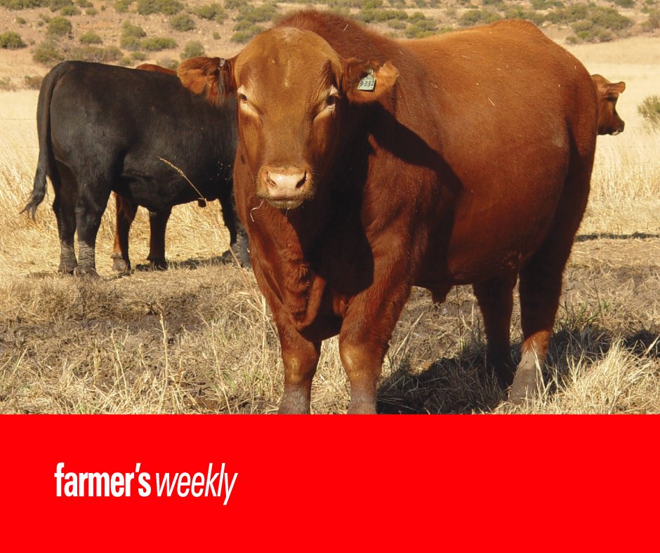 FarmersWeeklySA's tweet photo. #breedofthemonth The Angus is easy to manage thanks to its tame temperament. It is also naturally polled. Besides this, low birthweights improve calving ease, which in turn reduces the incidence of birth complications. 

Learn more about Angus cattle: https://t.co/IbWcKQkLdC https://t.co/g2q5YTvY7U