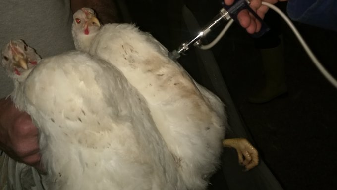 hatay her tarafında kanatlı kumeslerının kanat gögüs gözlük işlerimi yapılmaktadır....يتم تنفيذ أعمال الأقفاص المجنحة في جميع أنحاء هاتاي ، والنظارات ذات الأجنحة والصدر.