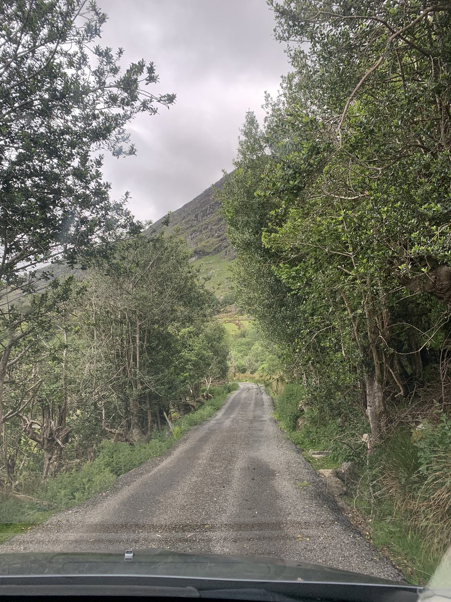 A Hollywood in Thr Black Valley, can anyone tell me if this area is covered by SAC code 000365? The rhododendrons are taking over 🙁 #irishtrees #nativeirishtrees #kerry #blackvalley #rewilding #rewildireland