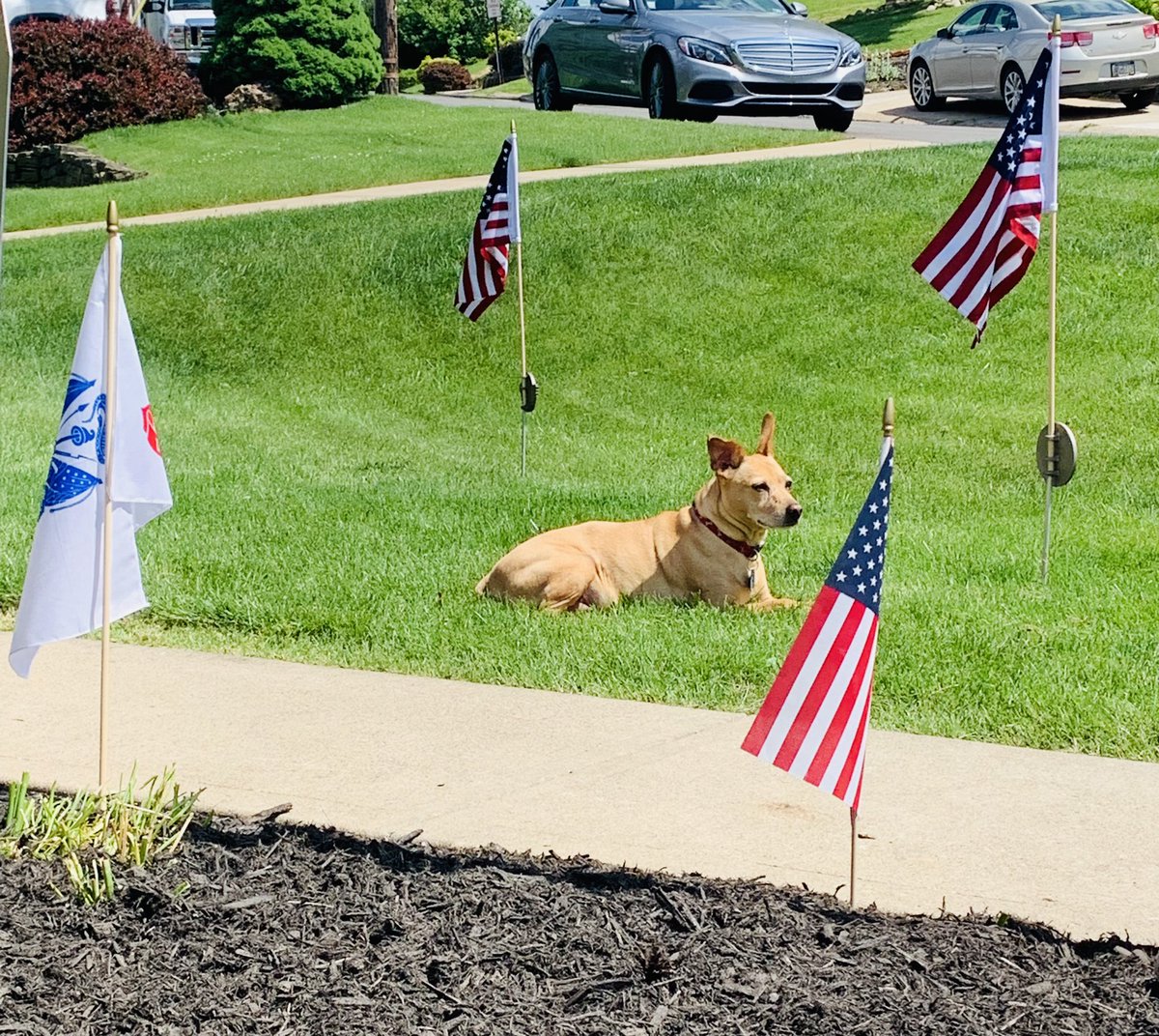 Even Oscar is saying Thank You to our veterans. #MemorialDay2022 #thankavet #freedom