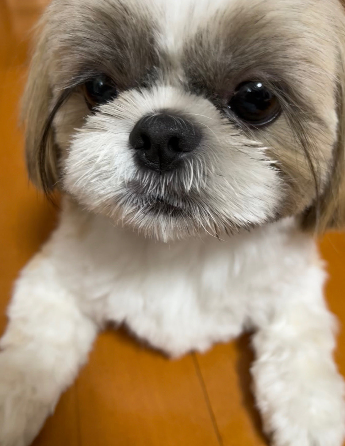 きなこ 久しぶりの全身トリミング 可愛いくなったぁ 暑くなるから サマーカット あれ こんなにちっちゃかった シーズー 犬好きさんと繋がりたい T Co 67fjuujbiw Twitter