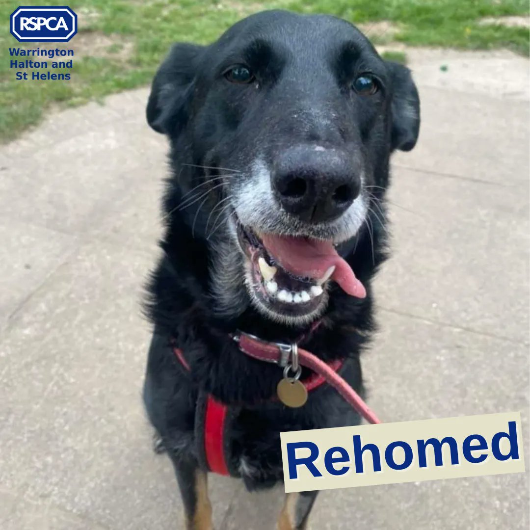 Gorgeous #TongueOutTuesday from recently rehomed, River! 😍 

She was with us for just over 50 days, and suffering with quite a bad skin condition from untreated fleas. Happily, she has always been keen on attention, and we knew she would soon find her forever home!