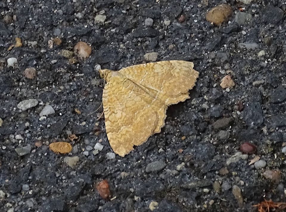 CCommijs's tweet photo. #meimotten sluit ik vandaag af met deze gestreepte #Goudspanner. Ik heb niet veel mee kunnen doen, maar toch wil ik @mijnblogje bedanken voor dit initiatief en ik heb genoten van de vele foto's die voorbijkwamen. https://t.co/1HXE1EPkqc
