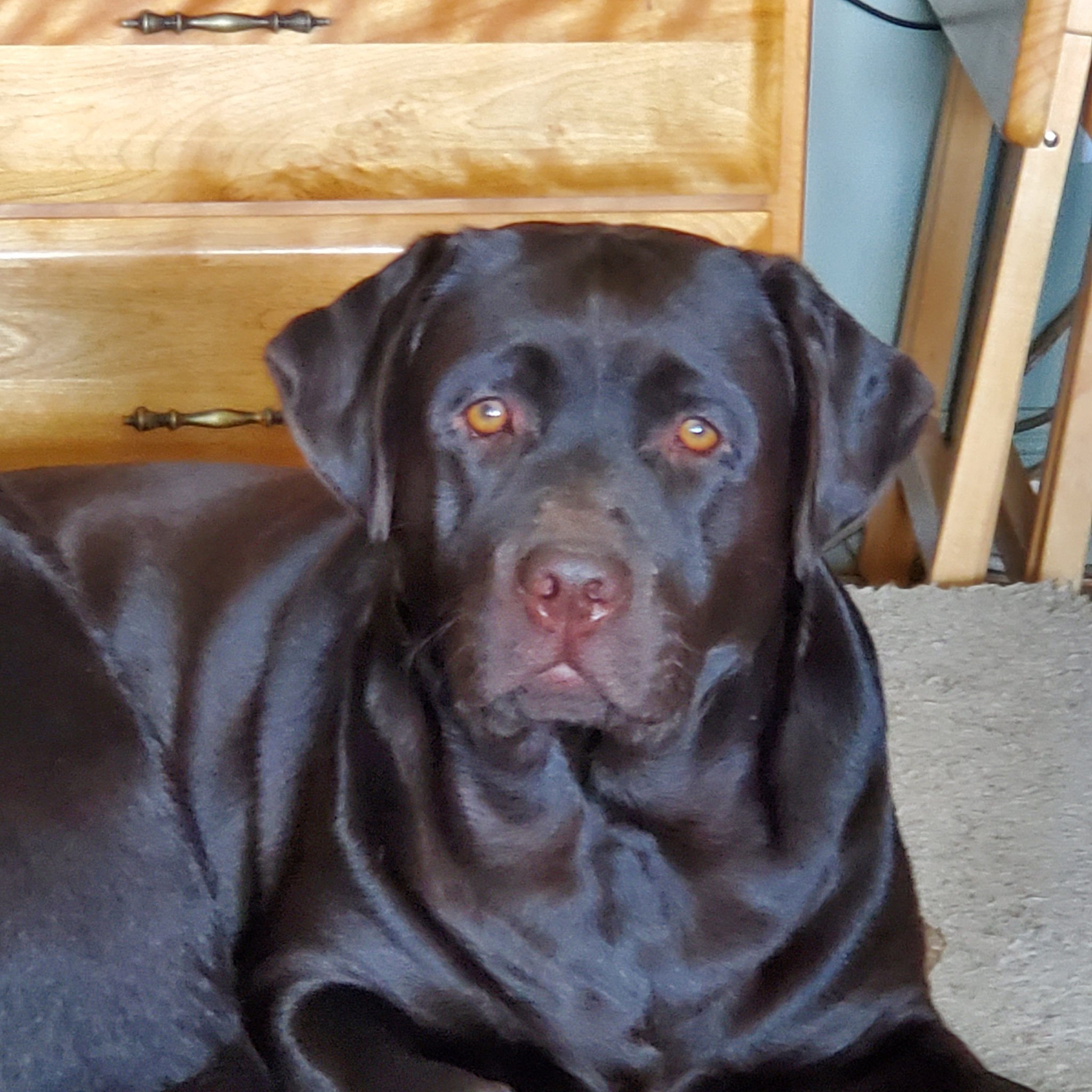 What Is A Blockhead Labrador