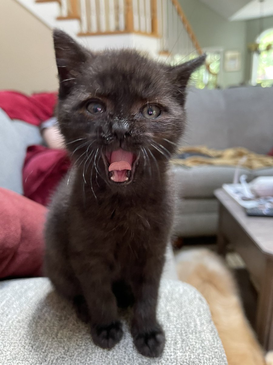 Karmanaa's tweet photo. Yep, feels like that some days. https://t.co/ouRWgutmbB