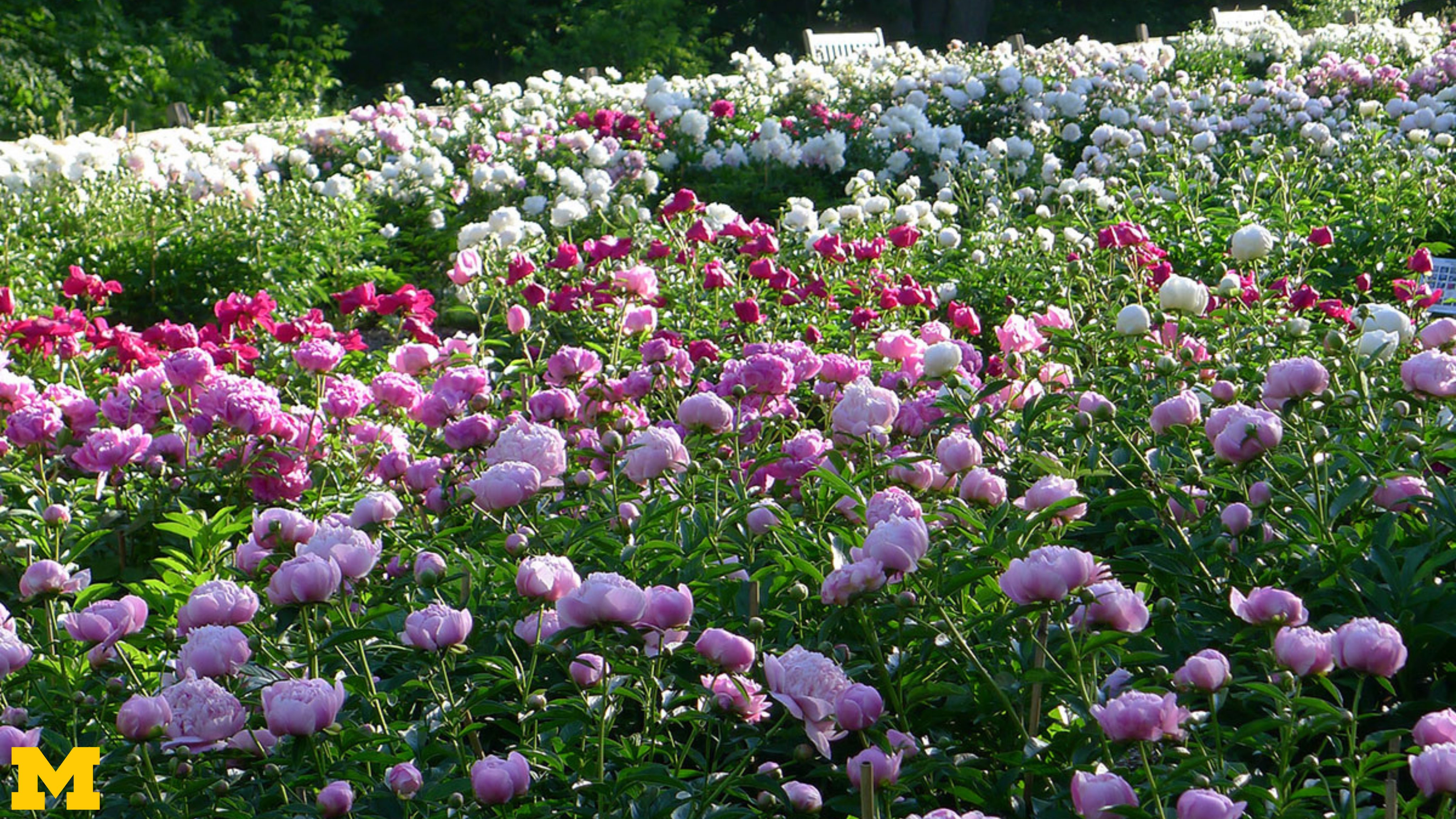 Peonies in the Garden