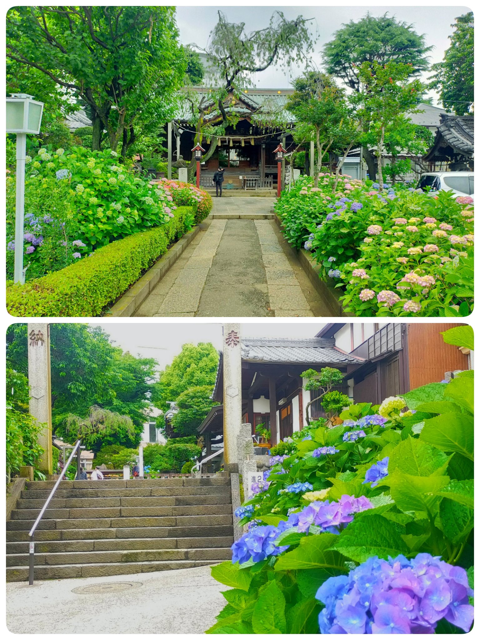 Mintblue 御朱印巡り スマホ写真部 東京都文京区 白山神社 22 5 31 白山神社 今年も紫陽花に会いに 昨年冬以来の参拝 本日社務所はお休みでした 白山神社の紫陽花は ピンク パープル寄りの色が 多く感じます 明月院ブルーにちなみ 白山 Mintblue 御朱印巡り スマホ写真部 東京都文京区 白山神社 22 5 31 白山神社 今年も紫陽花に会いに 昨年冬以来の参拝 本日社務所はお休みでした 白山神社の紫陽花は ピンク パープル寄りの色が 多く感じます 明月院ブルーにちなみ 白山