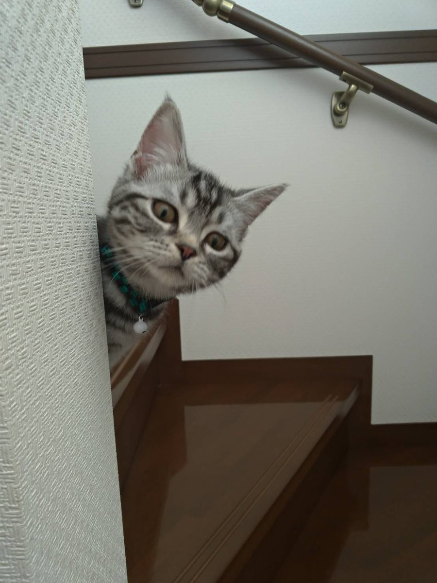 話題 呼んだか ジト目でひょっこり現れる子猫さんが可愛すぎる ねこニュース