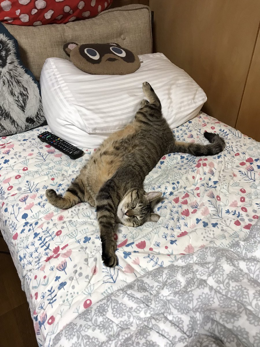 くつろいでるな〜
＃猫　#猫のいる暮らし https://t.co/aeFnQllaUl