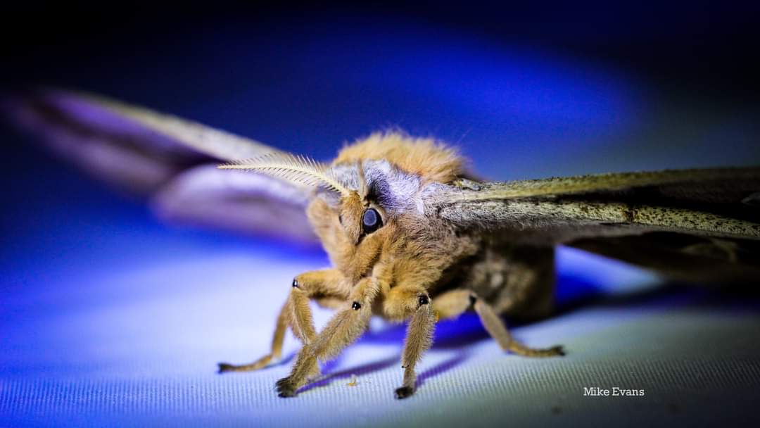 Mikey_E_Evans's tweet photo. A giant Polyphemus Moth enjoying the Ultraviolet lights in the backyard. (May 2022) 
#giants #mothlight #ultraviolet #SPECTRUM #nature #summer #eyes #glowing #moth https://t.co/bQZaPtZvou