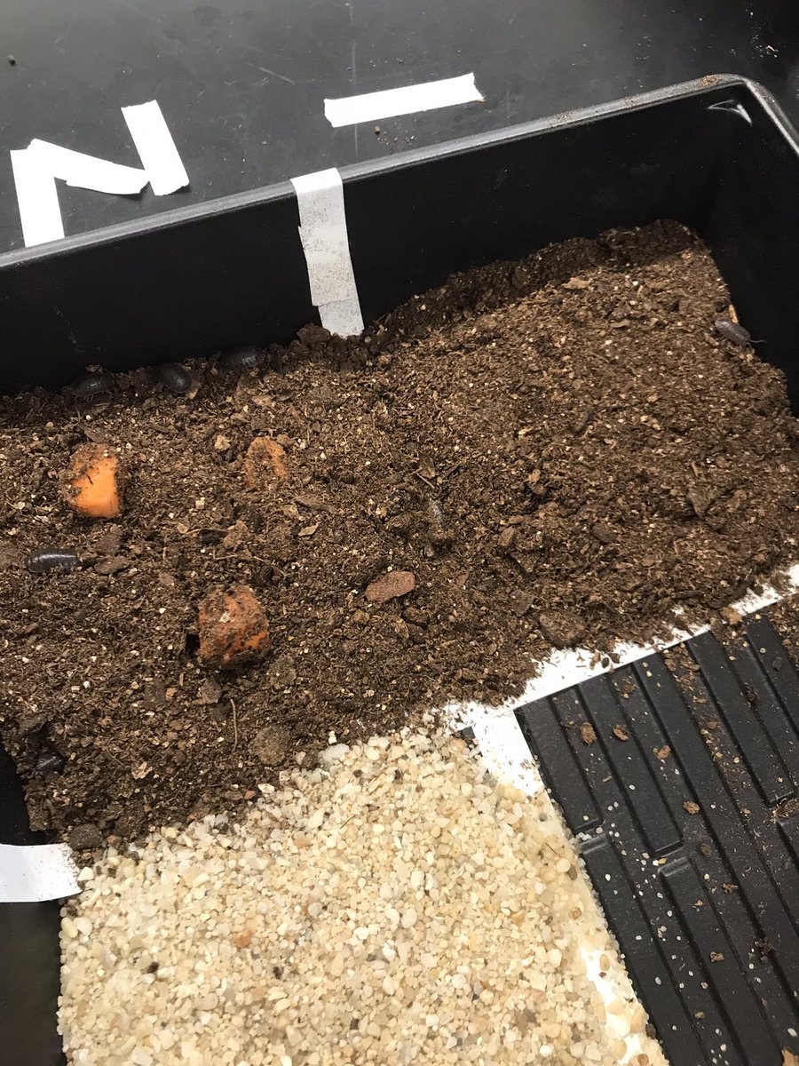 NorthScience's tweet image. Students in Mr.Silvestri’s Biology classes experimented with different variables to study &amp;amp; observe animal behavior with pill bugs. #mtpssci #mtpspride #createyourownexperiment
