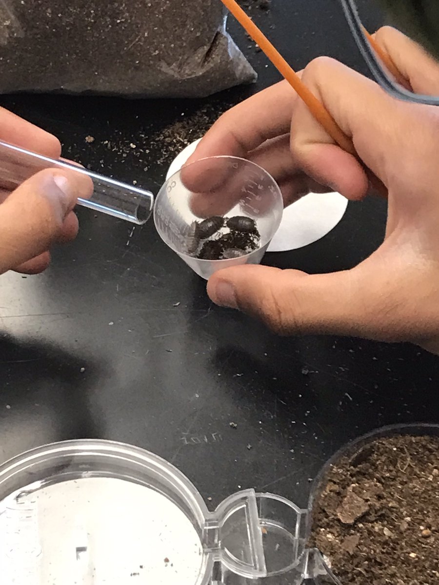 NorthScience's tweet image. Students in Mr.Silvestri’s Biology classes experimented with different variables to study &amp;amp; observe animal behavior with pill bugs. #mtpssci #mtpspride #createyourownexperiment