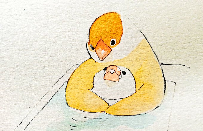 「お風呂 鳥」のTwitter画像/イラスト(新着)