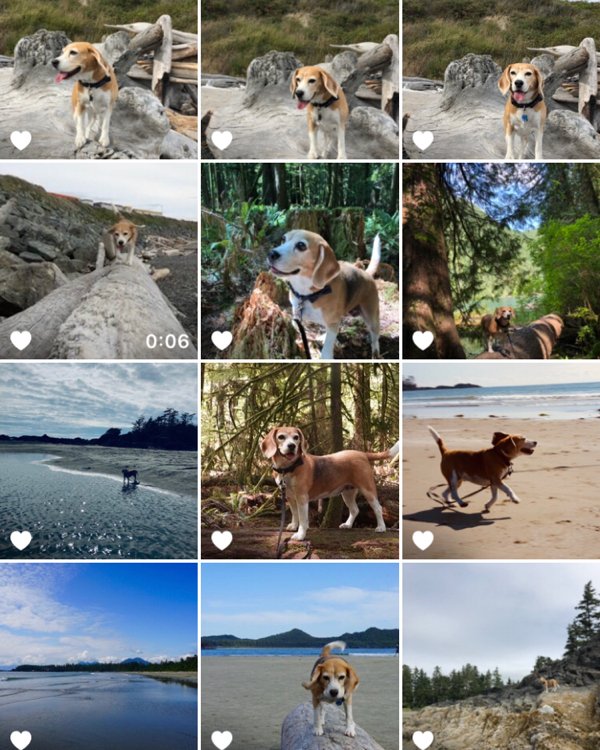 There is evidence to suggest that 92.4% of a #beagle caregiver’s smartphone storage is devoted to photos and videos of their hound. #beaglefacts 

📷 <a href="/canadianbeagles/">Winnie The Canadian Beagle</a> / Twitter