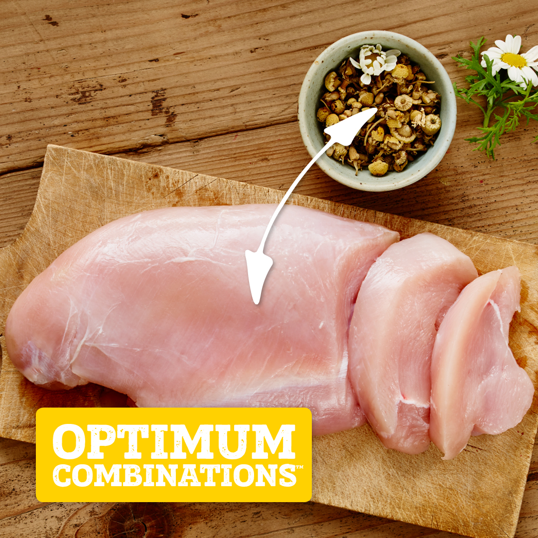 nutram's tweet photo. Turkey + Chamomile = calming effect. 
Turkey, a source of tryptophan, and Chamomile, with its relaxing properties, work together to soothe the body. #nutram #optimumcombinations #T27 #dogs #dogsofTwitter https://t.co/UGEwiGkQqF