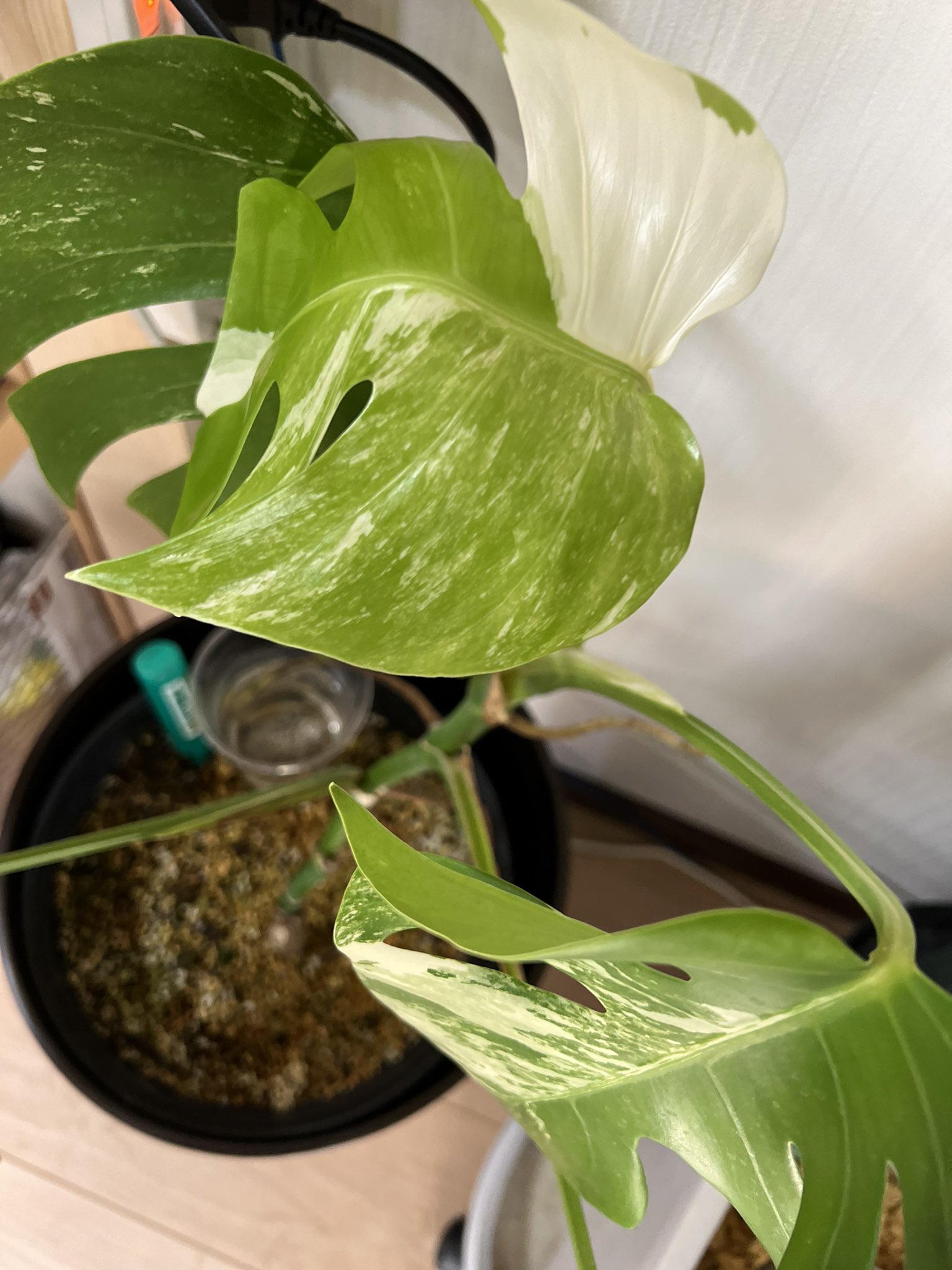 Nico Plants Shshm98 モンステラにはライト当ててないですね 少し離れてライトつけてるのですこし当たってるかもですが笑 もう少し様子見ます Twitter