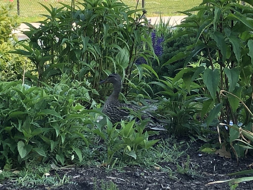 West Hempstead MS tweet media