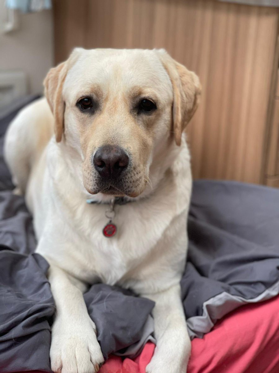 tusthomas3's tweet photo. @goldenlily2017 I would like to nominate this handsome boy. https://t.co/6X1AXr3Be5