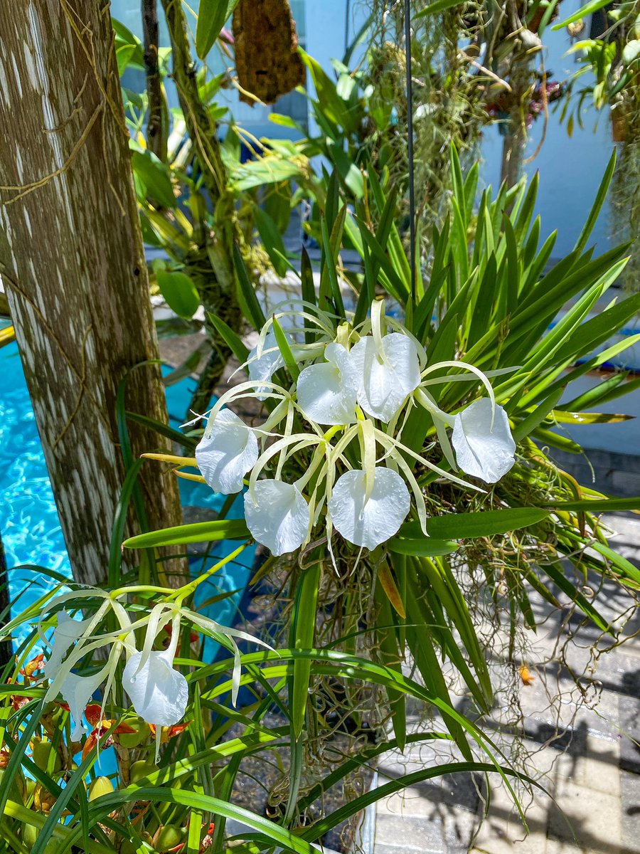 OrchidGroves's tweet photo. Brassavola nodosa ‘mas mejor’ x nodosa ‘remar’ 🤍 #Brassavola #Brassavolanodosa #Flowers #Beautiful #MyGarden #OrchidGroves https://t.co/lZslEuDrZ8