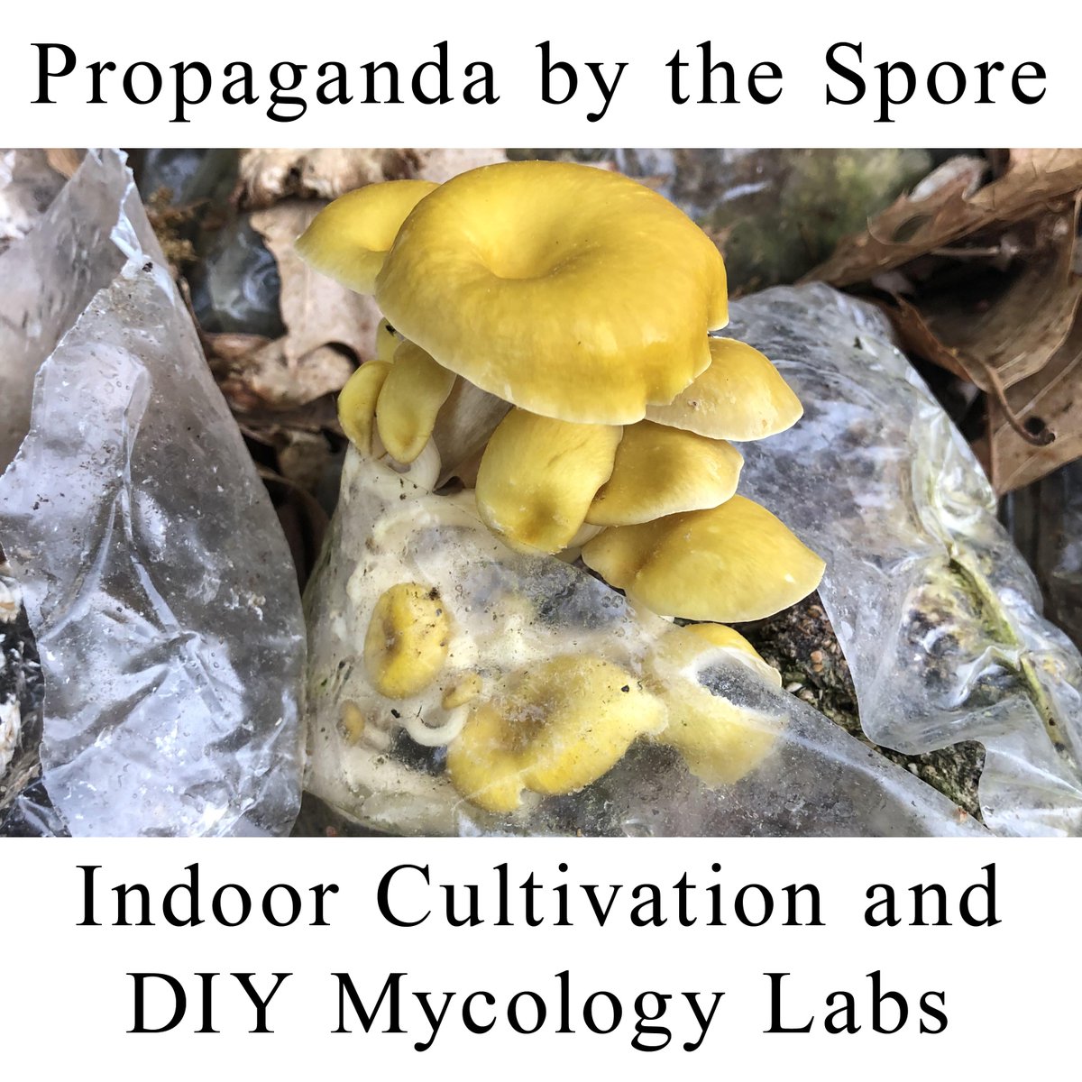 mcsole's tweet image. Propaganda By The Spore:
Indoor Mushroom Cultivation and DIY Mycology Labs
propagandabytheseed.libsyn.com/indoor-mushroo…