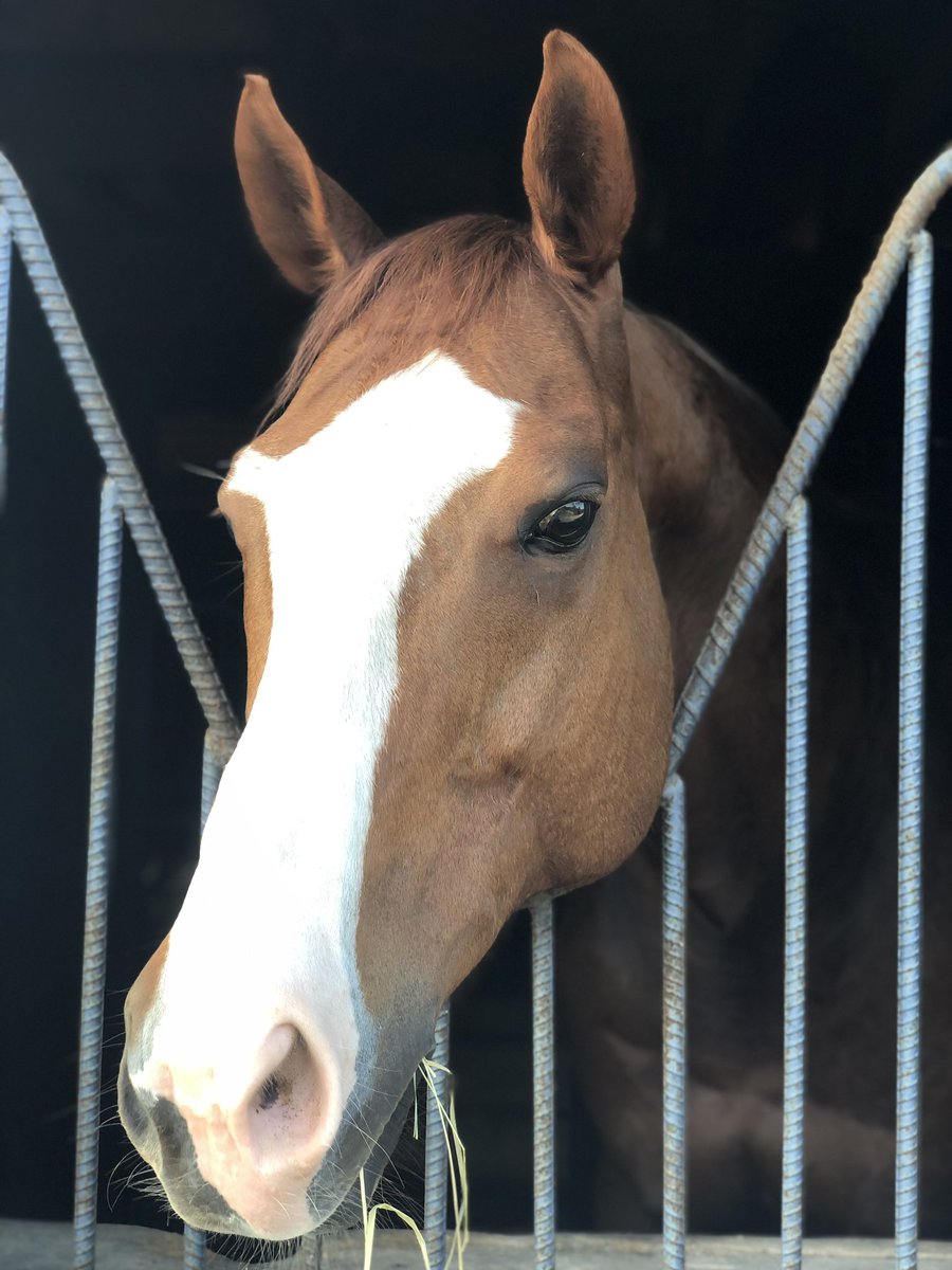 1. Terrific Tuesday. Goal is $1500 to get Big to vet specialist ASAP. Without any warning or symptoms he has lost vision in left eye.😬😞 can you help?? Squirrelwood.org/donate or Venmo Crouton-SES and Zelle swfny@mac.com or PayPal squirrelwoodbelgians@gmail.com