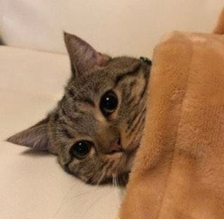 eternallino's tweet photo. you guys. https://t.co/24Qprjo6KJ