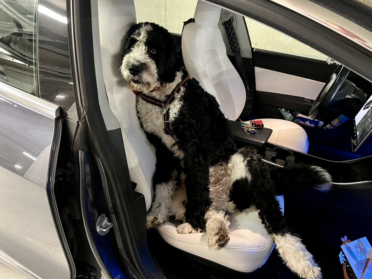 NuovaRealta's tweet photo. 👏⚡️👏
#LinusBop really loves our Model3 - thanks #DogMode it’s his second home and he never had to stay at home alone❣️ https://t.co/UhFnIIZu0n