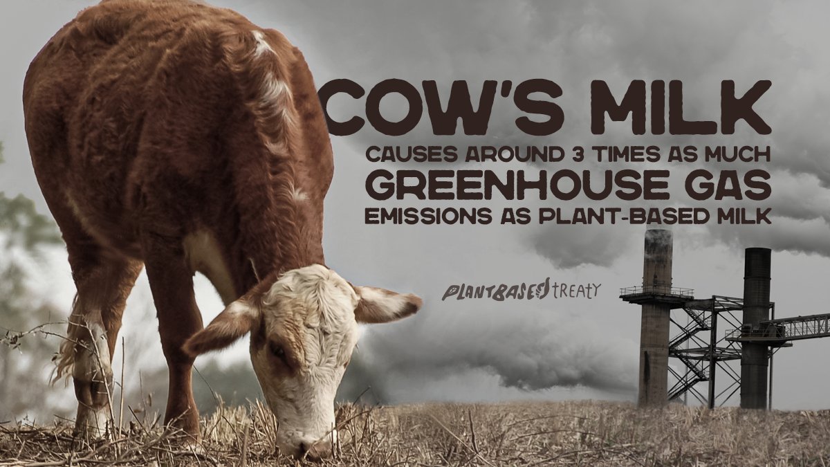 This #WorldMilkDay, do the right thing for the planet, the animals and your health. Ditch the dairy, choose plant-based milk and sign the Plant Based Treaty!
plantbasedtreaty.org