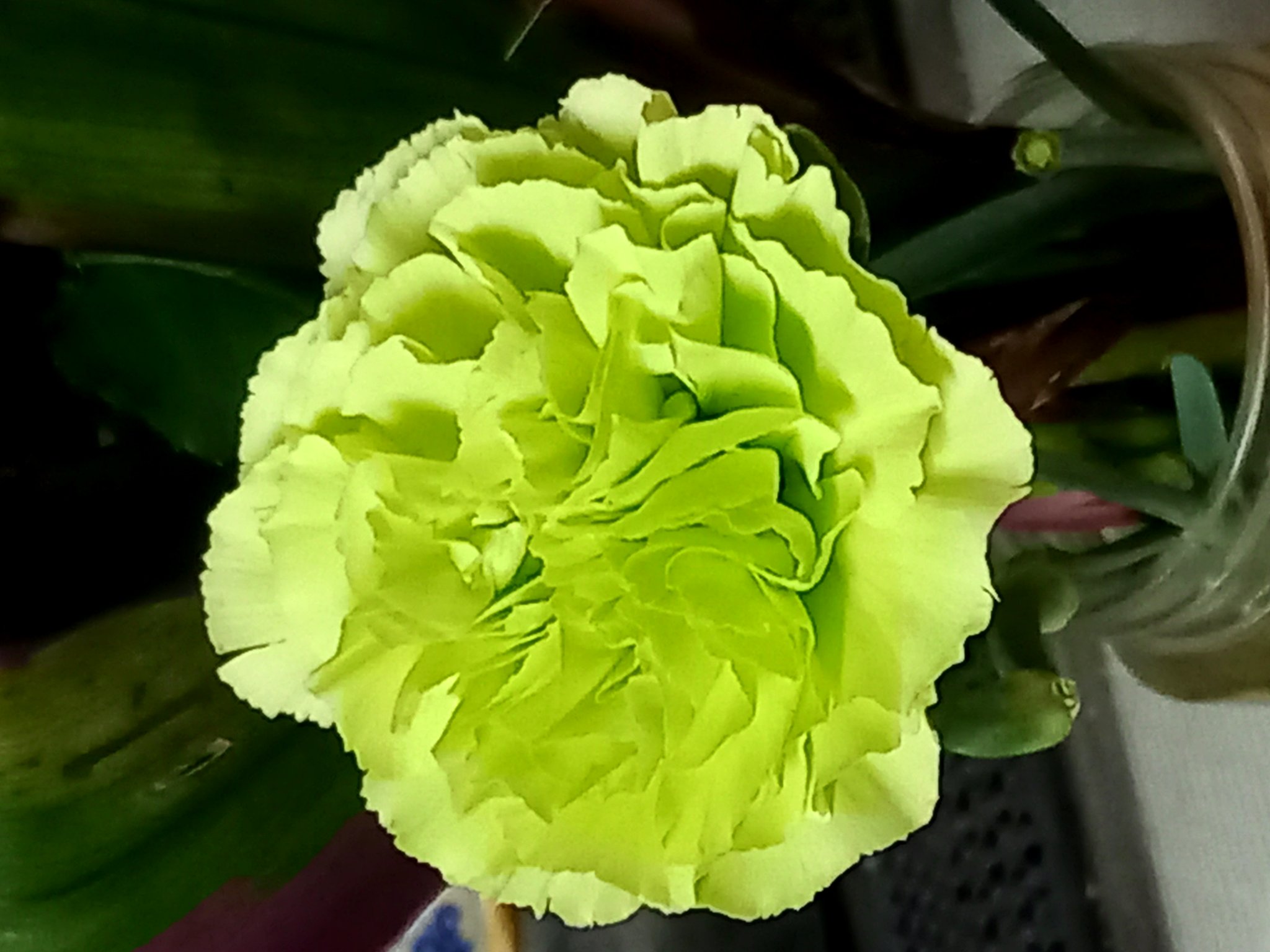 花言葉は癒し Twitter Search Twitter