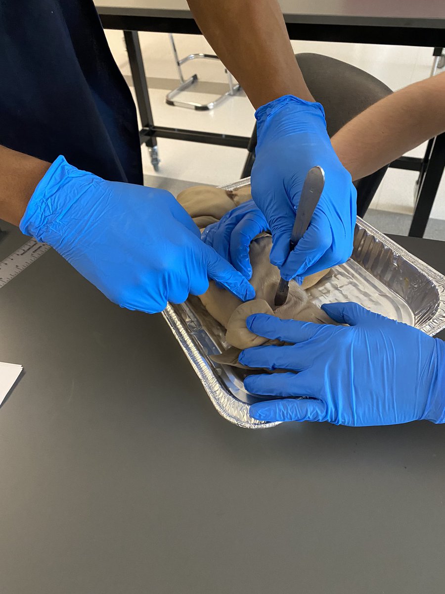 Kelly McNeary tweet media