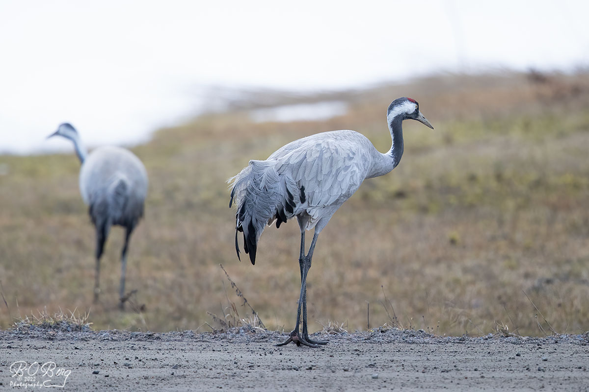 berguffe's tweet photo. #commoncrane #kurki #trana Orivesi, FIN https://t.co/aReY33bEX2
