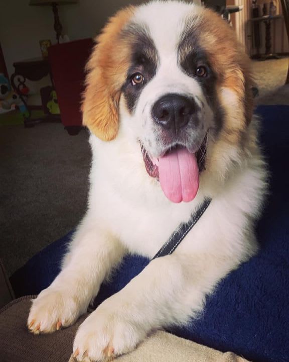 PSPHollywood's tweet photo. Happy Tongue-Out Tuesday! Show us a picture of your pet with their tongue out! 💚👅😝

📸: Brittany Douds https://t.co/PFpRAHxpuv