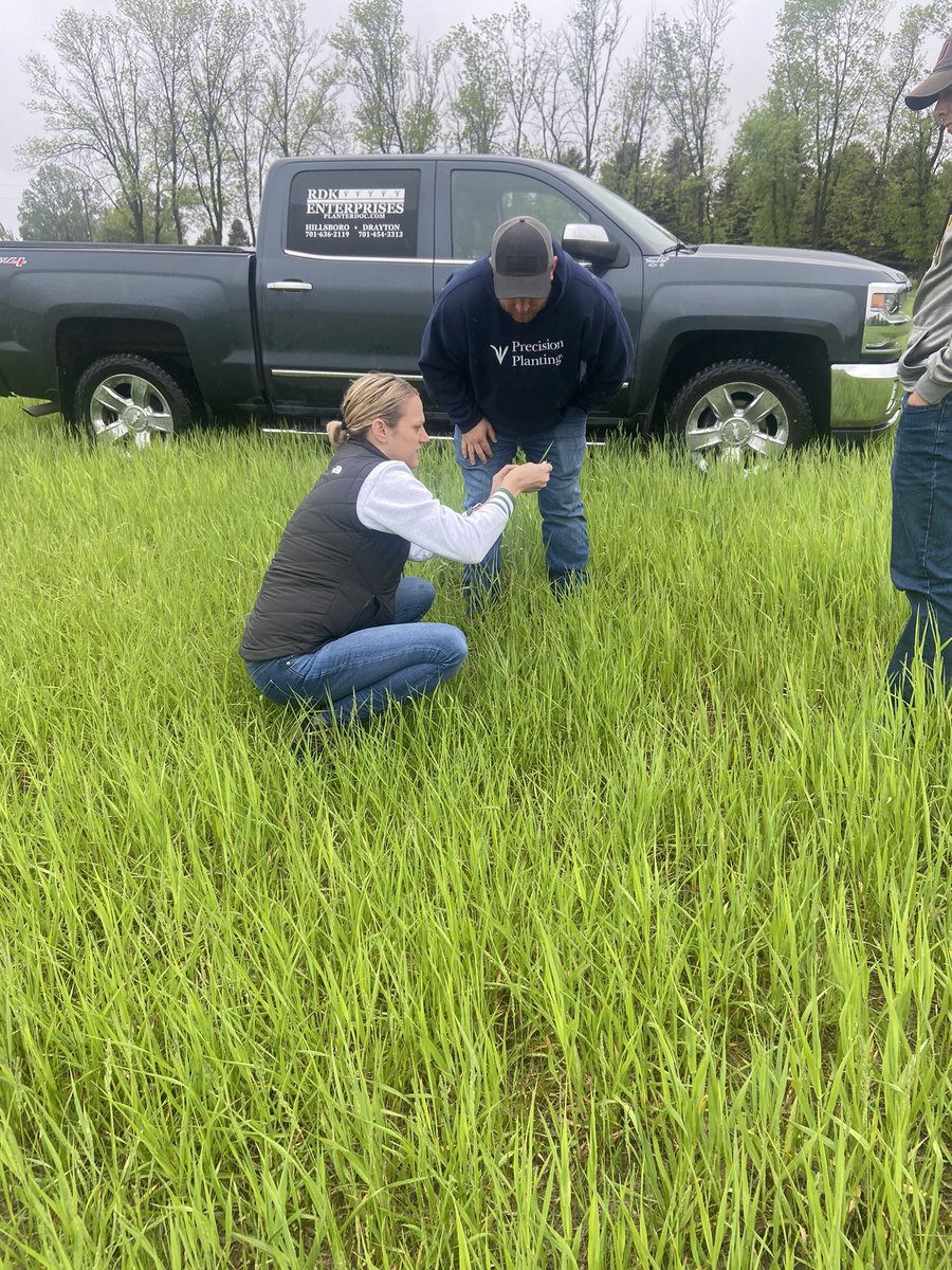 TraillcountyANR's tweet photo. Got to take advantage of this rainy day to work with @NDSU_eX_Steward and area livestock producer to work on our grass identification in hay fields! https://t.co/rxY1wZo9Cz