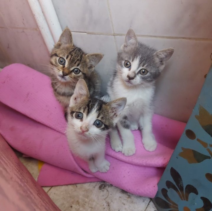 BİR KARDESLERİNİ MARTİ KAPMIŞ! 
Çok acil yuva aranıyor!!Dört kardesler bu sabah birisini martı kaptı başlarına bir şey gelmesinden korkuyoruz sağlıklı oyuncu hepsi 🥺 üç tane kalmıs.Bu yuva kıtlığında yuva şansı çok zor biliyorum ama deniyoruz.Üsküdar Bosna bulvarı 0506 327 72 45